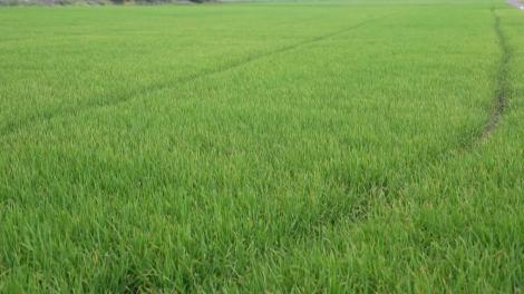 “Siêu El Nino” đe dọa mùa màng lúa gạo và an ninh lương thực của Thái Lan