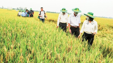 Từ hạt gạo nuôi dân đến nông sản vươn ra thế giới ( 28/08/2026)