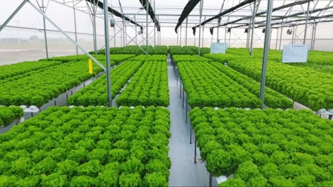 Hà Nội hiện thực hóa Nghị quyết Đại hội XVIII bằng phát triển nông nghiệp xanh