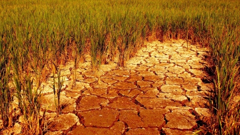 Hạn hán kéo dài đe doạ “các vựa lương thực” của thế giới