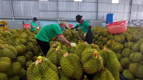 Sầu riêng: tăng trưởng nhanh hay phát triển bền vững