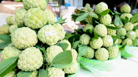 Mùa na Xứ Lạng – Trái ngọt trên miền núi đá