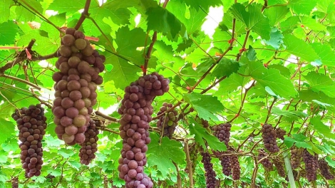 “Lá phổi” giữ môi trường sinh thái bền vững của Thủ đô