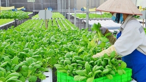 Hà Nội hiện thực hóa nghị quyết Đại hội XVIII từ những mô hình nông nghiệp xanh, tuần hoàn
