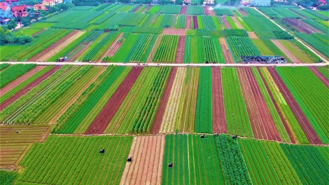 Hà Nội tăng cường quản lý, sử dụng hiệu quả quỹ đất nông nghiệp