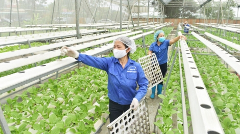 Hà Nội: Liên kết để nâng giá trị nông sản, phát triển nông nghiệp bền vững
