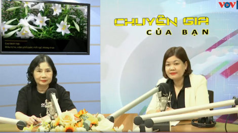 Đông trùng hạ thảo có tác dụng như thế nào đối với phổi và hệ hô hấp?