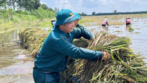 Bộ đội Tây Ninh dầm mình giúp dân cứu lúa ở Thạnh Hóa