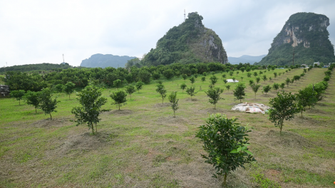 Nông nghiệp sinh thái cho tương lai bền vững 
