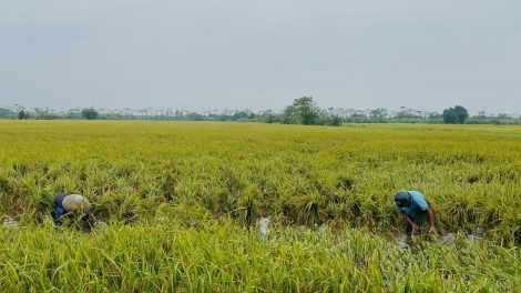 Hà Nội nâng cao hiệu quả bảo vệ cây trồng