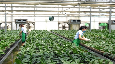 Hà Nội: Nông nghiệp công nghệ cao, động lực mới gia tăng giá trị 