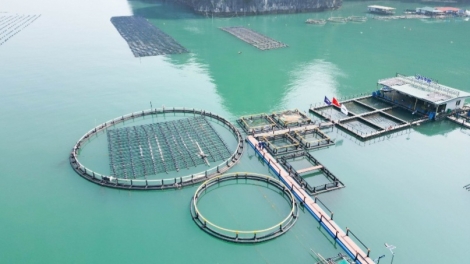 Cụm công nghiệp: Giải pháp đột phá cho phát triển nuôi biển theo tinh thần Nghị quyết 20