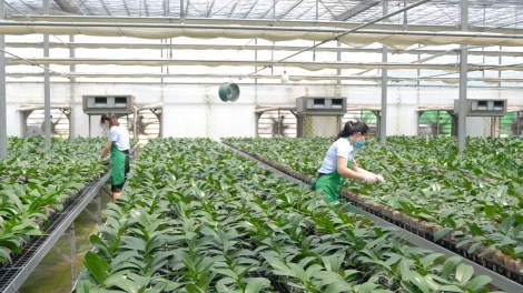 Hà Nội tìm giải pháp tăng trưởng nông nghiệp trong bối cảnh quỹ đất thu hẹp