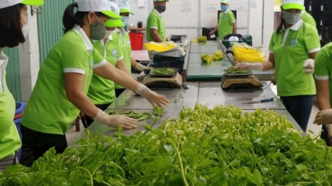 Nông nghiệp Hà Nội: sản xuất an toàn gắn với liên kết chuỗi