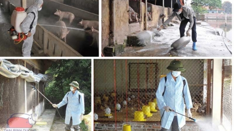 Giải pháp chăn nuôi an toàn và tái thiết sản xuất sau mưa lũ 