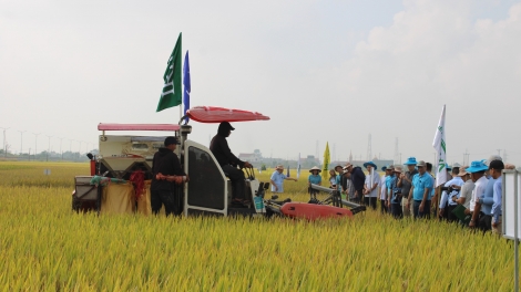 Ninh Bình: canh tác lúa hiệu quả cao, xanh và bền vững