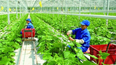 Nông dân chuyên nghiệp: thay đổi tư duy, làm chủ công nghệ