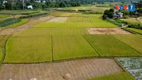 Xã Quang Sơn đẩy mạnh mô hình sản xuất lúa giảm phát thải