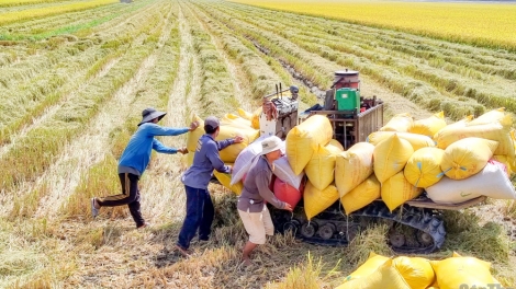Nâng cao hiệu quả sản xuất, giữ người nông dân với đồng ruộng 