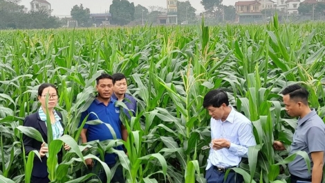 Ngô sinh khối - cây trồng tiềm năng trong vụ đông ở phía Bắc