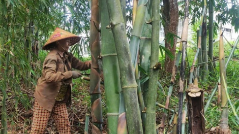 "Đánh thức" tiềm năng nông nghiệp xanh, kinh tế xanh từ cây tre 