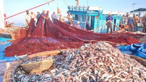 Khai thác hải sản tận diệt ở vùng biển Phú Quốc (11/12/2015)