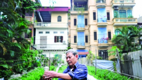 “Người nông dân giữa phố” - Người giữ hương cho hoa Ngọc Hà (25/1/2016)