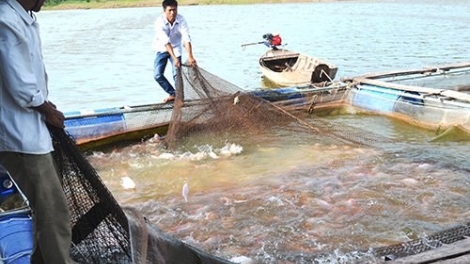 Hiệu quả từ mô hình nuôi cá lồng bè trên hồ chứa ở tỉnh Vĩnh Phúc (28/12/2015)