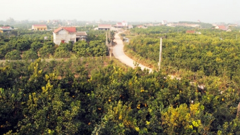 Lục Ngạn, Bắc Giang định hướng phát triển bền vững vùng cây ăn trái (27/12/2015)