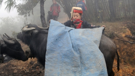 Các tỉnh miền Bắc tăng cường phòng chống đói rét cho gia súc, gia cầm (23/1/2016)