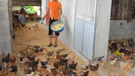Thoát nghèo nhờ vốn vay ưu đãi (28/1/2016)