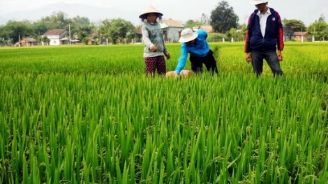 Phòng trừ sâu bệnh hại lúa đông xuân ở miền Nam (20/1/2016)