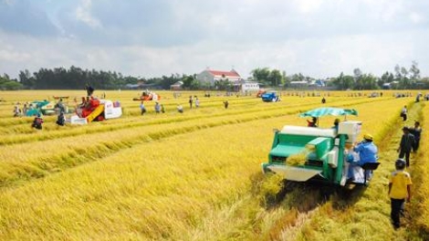 Hiện thực hóa "giấc mơ" nông nghiệp đồng bằng sông Cửu Long cần vai trò lãnh đạo quyết liệt hơn của Đảng (12/1/2016)