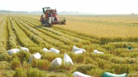 Canh tác lúa cải tiến – giảm chi phí, tăng hiệu quả (3/1/2016)