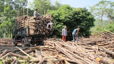Phát triển kinh tế lâm nghiệp: Gắn với vùng nguyên liệu chế biến gỗ (20/2/2016)