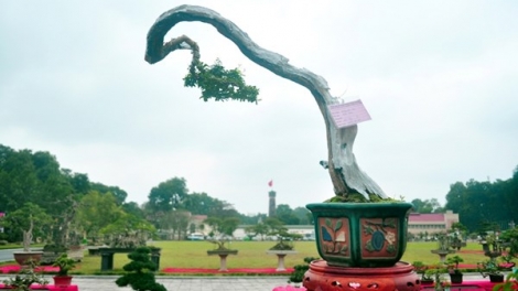 Thú chơi cây cảnh và học đạo làm người (3/2/2016)