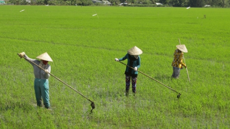 Hạn mặn và câu chuyện biến đổi khí hậu ở Đồng bằng sông Cửu Long (22/2/2016)