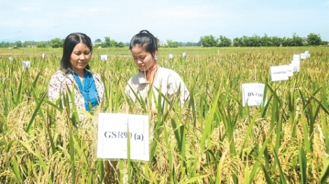 Ứng dụng khoa học kỹ thuật trong sản xuất thích ứng với biến đổi khí hậu (24/3/2016)
