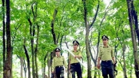Tam Đảo: quyết liệt ngăn chặn cháy rừng (25/3/2016)