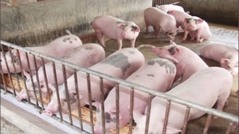 Hà Tĩnh là tỉnh đầu tiên ký cam kết với các hộ nông dân nói không với chất cấm trong chăn nuôi (Thời sự chiều 23/3/2016)