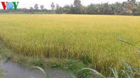 Vì sao Tiền Giang cứu được nhiều diện tích lúa khỏi chết vì hạn, mặn (15/3/2016)