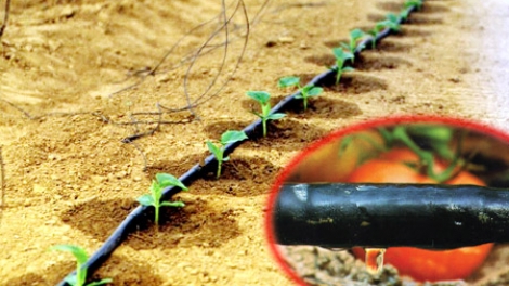 Tiết kiệm nước, không dùng thừa một giọt nước nào nhờ công nghệ tưới nhỏ giọt (8/4/2016)