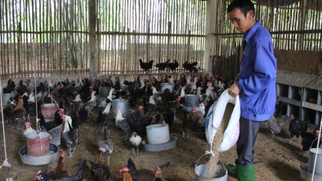 Mô hình điểm xây dựng nông thôn mới ở Tam Dương – Vĩnh Phúc. (31/01/2016)