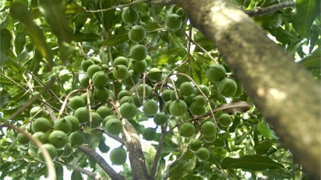 Chuyên gia của bạn ngày 10/9/2014: Kỹ thuật trồng và chăm sóc cây Mắc-ca