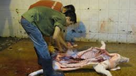 Nông nghiệp và nông thôn ngày 8/9/2014: Cần xóa bỏ các cơ sở giết mổ thủ công