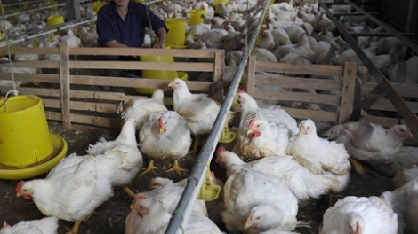 Nông nghiệp và nông thôn ngày 03/9/2014: Có nên duy trì chăn nuôi nông hộ?.