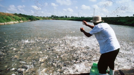 Biển đảo Việt Nam ngày 23/8/2014:Khai thác thủy sản bằng giã cào bay: Hiểm họa khó lường.