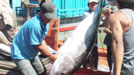 Biển đảo Việt Nam ngày 25/7/2014: Cải tổ lại nghề khai thác để nâng cao chất lượng cá ngừ đại dương