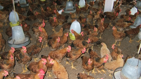 Nông nghiệp và nông thôn ngày 09/7/2014: Hướng dẫn một số biện pháp nhận biết và phòng trị bệnh Nescastle ở gà