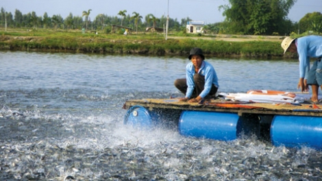 Nông nghiệp và nông thôn ngày 11/6/2014: Xây dựng chuỗi giá trị bền vững cho cá tra